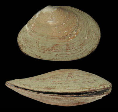 Macoma elimata