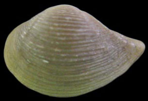 Sacella penderi