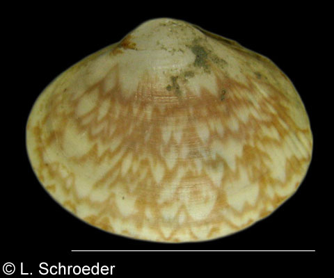 Serripes laperousii