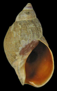 Buccinum baeri