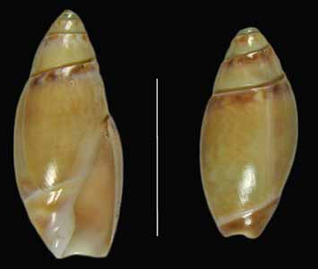 Callianax alectona