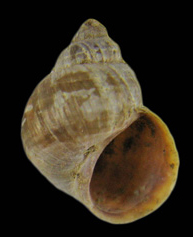 Littorina subrotundata