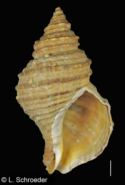 Neptunea lyrata