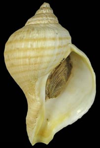 Neptunea stilesi