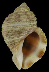 Nucella canaliculata