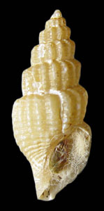 Propebela fidicula