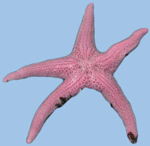 Pisaster brevispinus